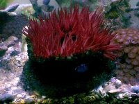 anemone12a_400.JPG