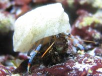 Snail.JPG