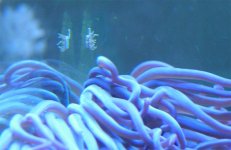 AnemoneBaby-6.jpg