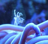 AnemoneBaby-8.jpg