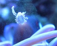 AnemoneBaby-4.jpg