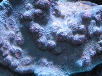 coral id.JPG