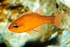 compressed  cardinalfish.jpg