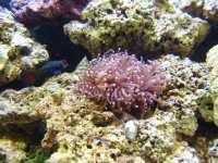 Euphyllia_Mandarin.jpg