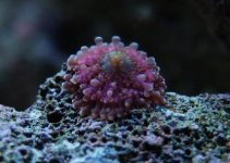 Copy of P1010117.JPG