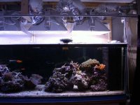 Reeflux 10K's 001.jpg