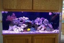 Aquarium pics 021rs.jpg