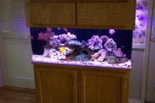 Aquarium pics 020rs.jpg