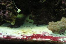 red slime1.JPG