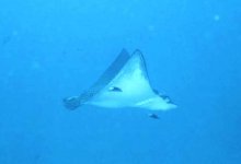 eagle ray enhanced.jpg