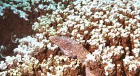 eel enhanced color.jpg