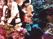 fish cropped enhanced color.jpg