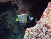 imperator enhanced color 2.jpg