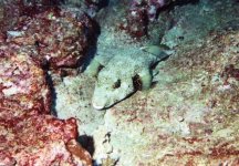 Large Puffer enhanced color.jpg