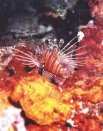 lionfish enhanced color.jpg
