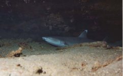 Shark 1 enhanced color.jpg