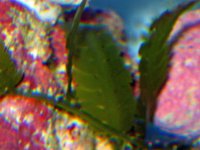 IMG_0017.jpg