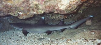 Shark 2 enhanced color.jpg