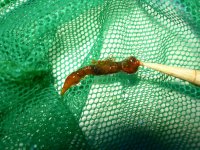 worm.JPG