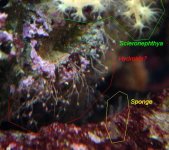 hydroid_127.jpg