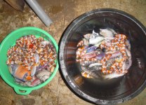 Sumber Kima Fish Day 1.jpg