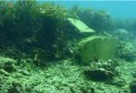coral mining01.jpg