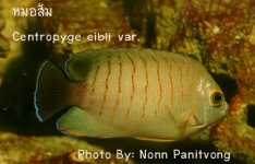Pnon-066.jpg