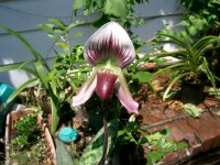 callosum 6-8-08 004.jpg