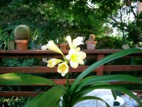 callosum 6-8-08 010.jpg