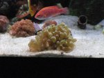 some corals 11-17-07 005_640x480.jpg