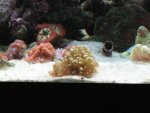 some corals 11-17-07 017_640x480.jpg