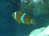 clown1.jpg
