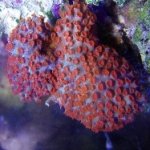 cyphastrea.JPG