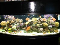 newfish053.jpg
