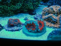 Acans Under Blue Lights.jpg