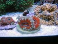 Acans 2.jpg
