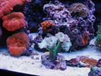 Tripple Reds & AOG Zoa's.jpg