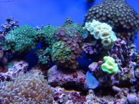 Zoa's & Candy Cane.jpg