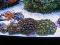 Zoa's.jpg