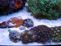 Zoa's 2.jpg
