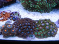 Zoa's 3.jpg