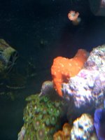 20 gallon mini reef 6-16-2008 015.jpg