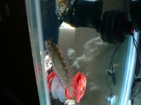 Blenny.JPG