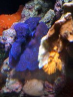 20 gallon mini reef 6-16-2008 017.jpg