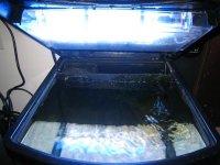 fish tank 005.jpg