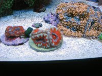 Acans.jpg