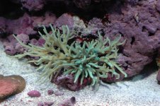 DSC_4454 (Custom).JPG