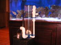 fish tank disney ft laud 079.jpg