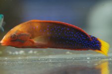 coriswrasse6784.jpg