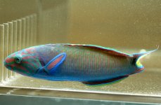 CP_wrasse_lunare.jpg